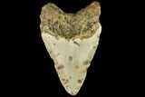 Bargain, Fossil Megalodon Tooth - North Carolina #109830-1